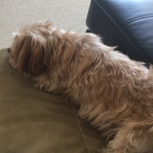 Meet your Posher, Petra